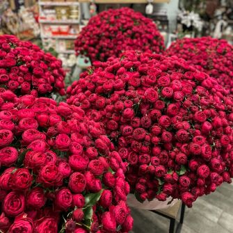 Букет "501 троянда Черрі Трендсеттер"