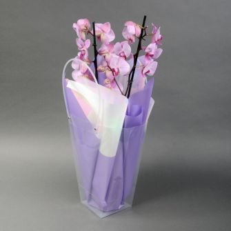 Орхідея Фаленопсис в упаковці