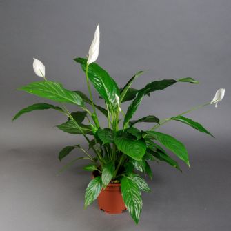 Спатифіллум