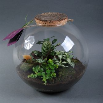 Зеленые растения. Композиция террариум 39/28