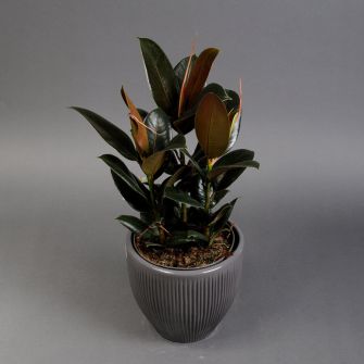 Фікус Ель Мелані