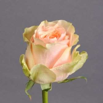 Троянда Гравіті