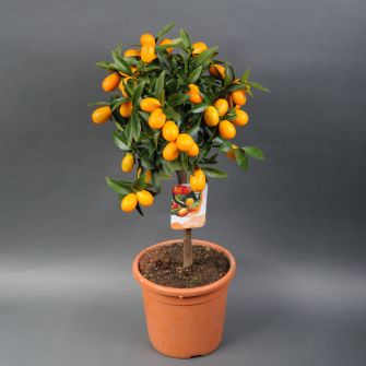 Цитрус Кумкват