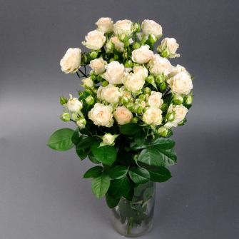 Троянда Софі спрей