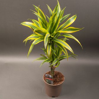 Драцена 55 см