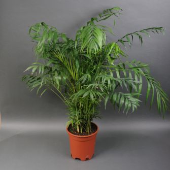 Пальма Хамедорея