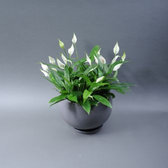 Spathiphyllums in flower pots