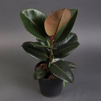 Фікус Робуста