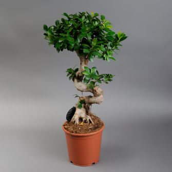 Фікус Джинсенг (Ginseng)