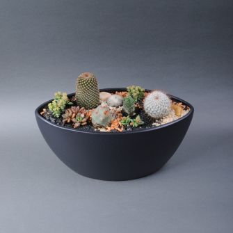 Флораріум сукулентів №6