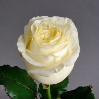 Троянда Іванна