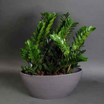 Заміокулькас у кашпо човен