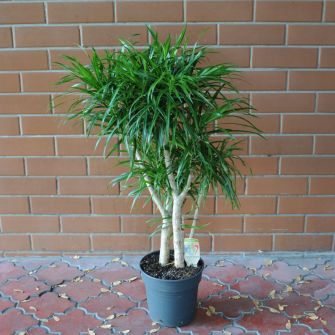 Dracaena Anita