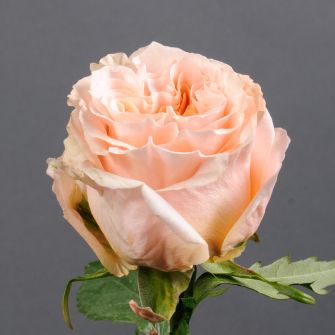 Троянда Шиммер