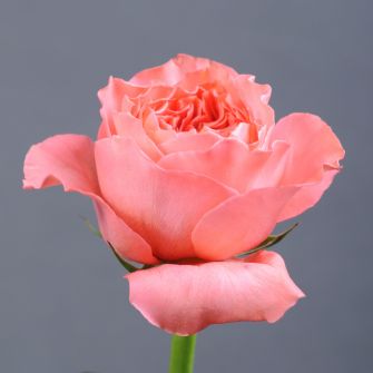 Троянда Кенді Експрешн