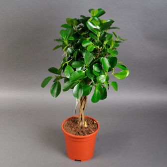 Фікус Моклейм