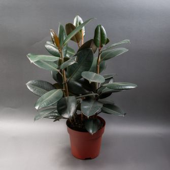 Фікус Робуста