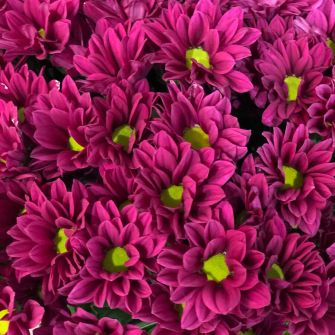 Букет бордових хризантем спрей