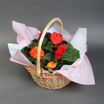 Бегония микс в корзине