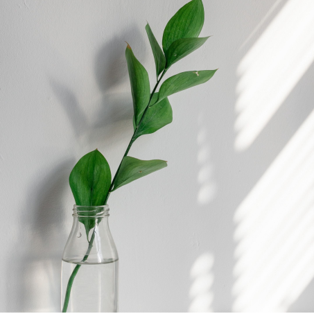 Догляд за букетом півонії: поради щодо продовження краси